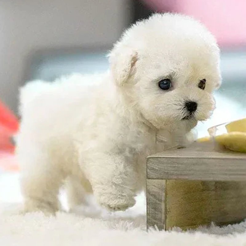 My Realistic Robot Puppy, Suitable Robot-Puppy, Robot Puppy, Electronic Interactive Stuffed Puppy Dog - Walking, Barking, Tail Wagging, Puppy Robot, Robot Dog